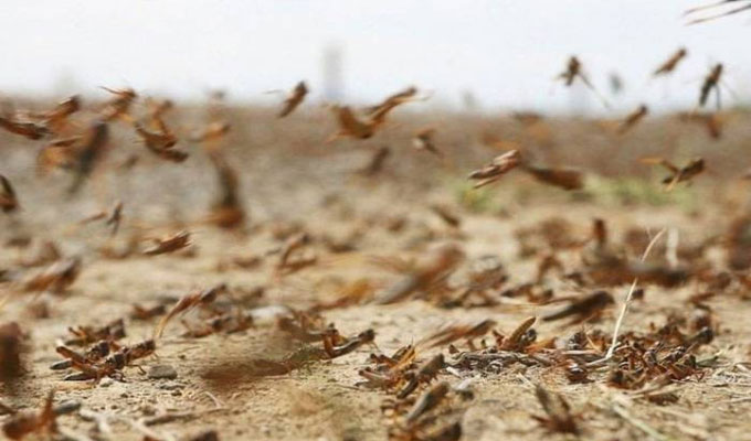 الجفاف والأراضي البيضاء ساهمت في تكاثره..   ظهور جحافل من الجراد المحلي بالمكناسي